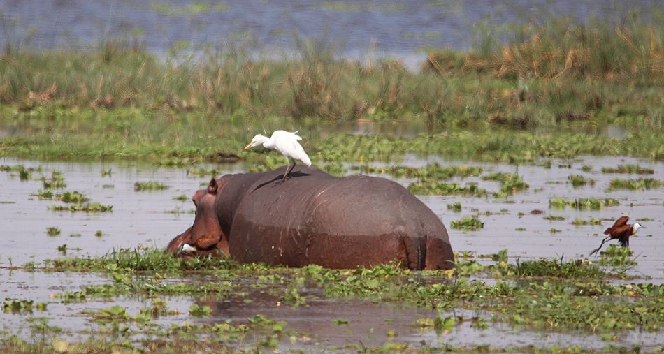Flusspferd im Amboseli Park