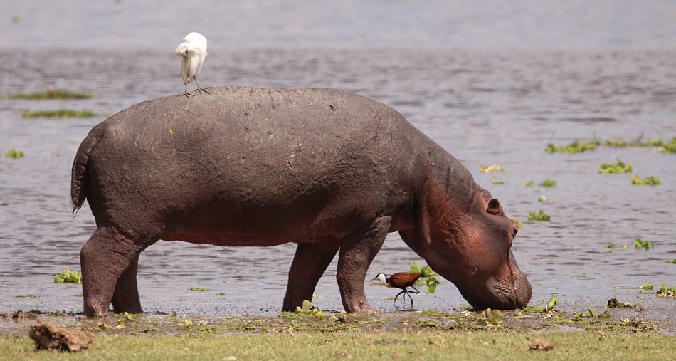 Flusspferd im Amboseli Park