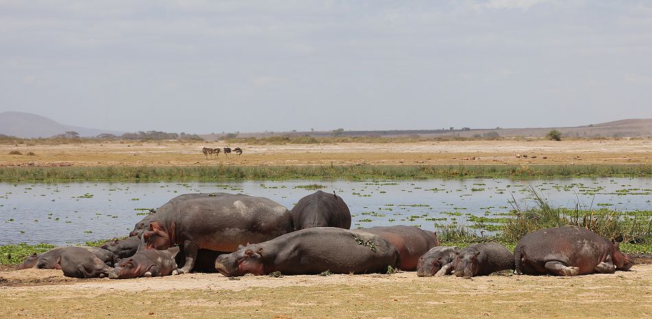 Flusspferde im Amboseli Sumpf