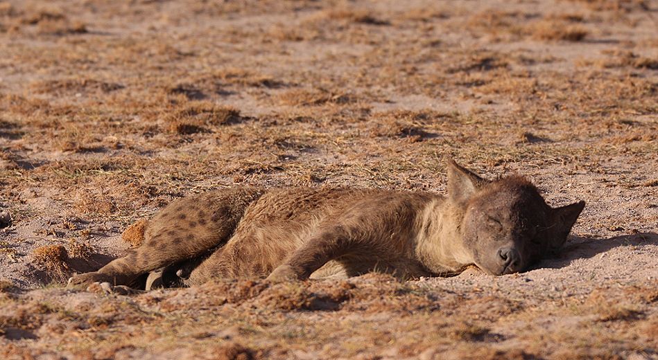 Tüpfelhyäne im Amboseli Park