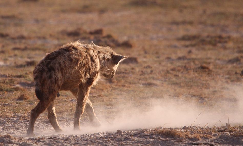 Tüpfelhyänen im Staub des Amboseli