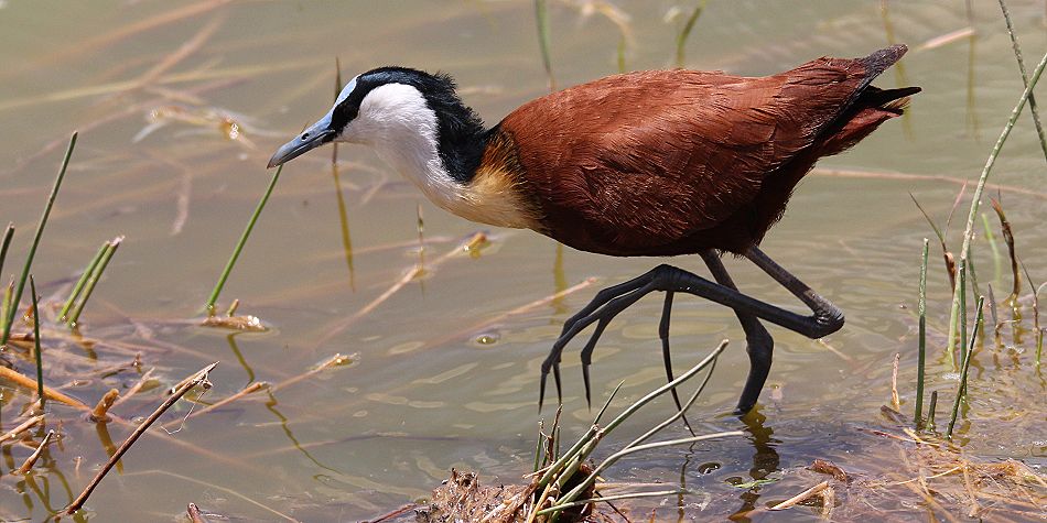 African Jacana im Amboseli