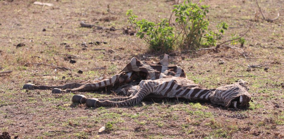 Zebra Kadaver im Amboseli September 2022