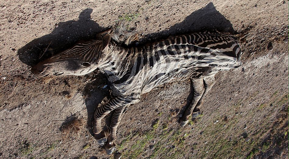 Zebra Kadaver im Amboseli September 2022