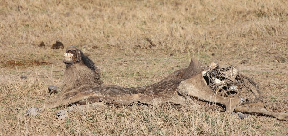 Gnu Kadaver im Amboseli September 2022
