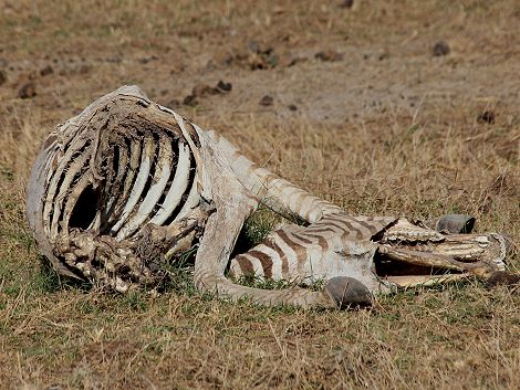 Zebra Kadaver im Amboseli September 2022