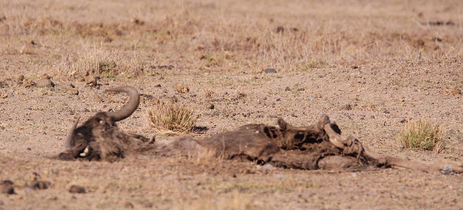 Gnu Kadaver im Amboseli September 2022