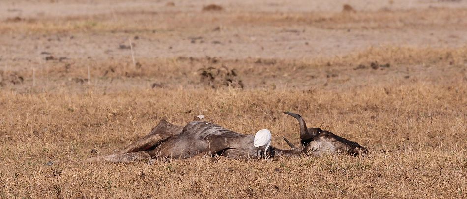 Gnu Kadaver im Amboseli September 2022
