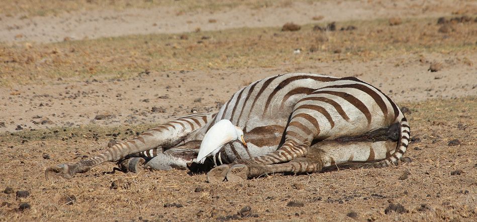 Zebra Kadaver im Amboseli September 2022