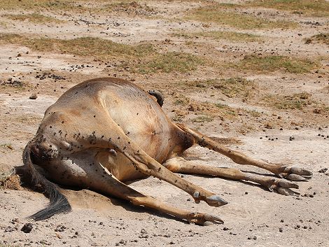 Gnu Kadaver im Amboseli September 2022