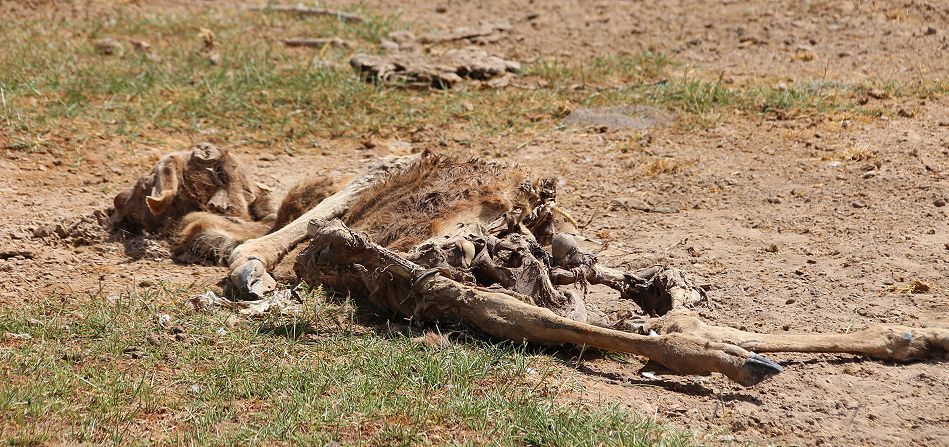 Antilopen Kadaver im Amboseli September 2022