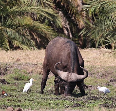 Kaffernbüffel im Amboseli Park