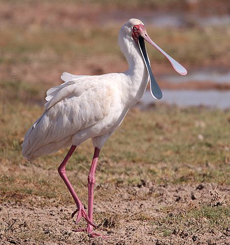 Afrikanischer Löffler im Amboseli