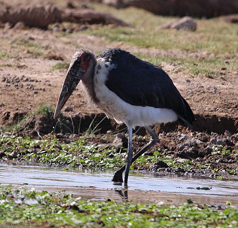 Marabu im Amboseli Park