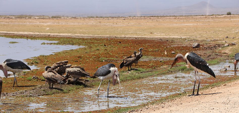 Marabus im Amboseli