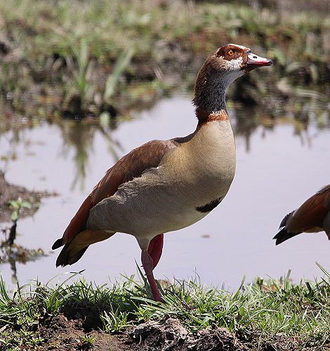 Nilgans