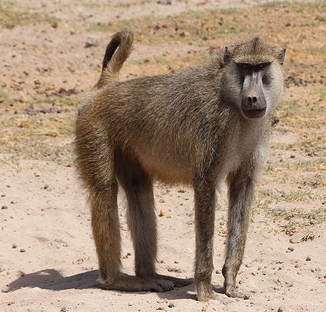 Gelber Pavian im Amboseli