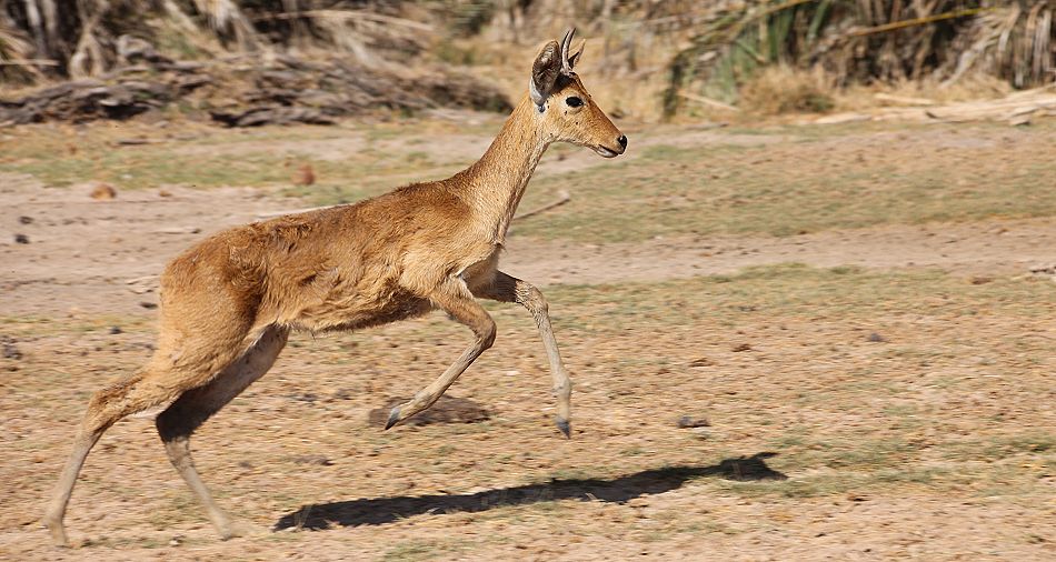 Riedbock im Amboseli Park