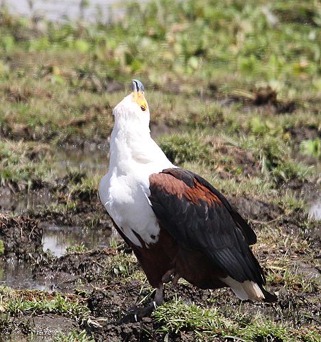 Schreiseeadler im Amboseli