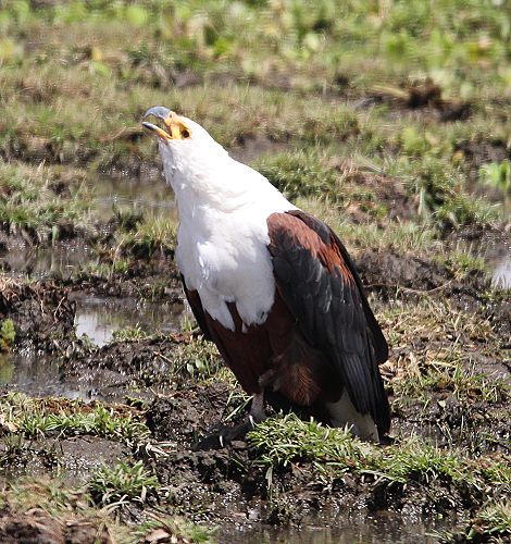 Schreiseeadler im Amboseli