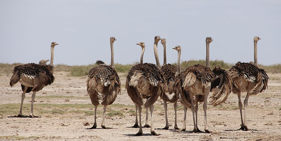 Straussen Familie im Amboseli
