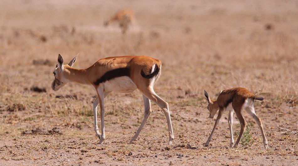 Thomson Gazelle mit Kitz