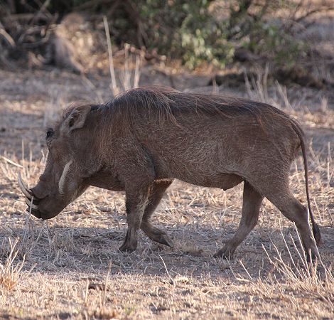 Warzenschwein