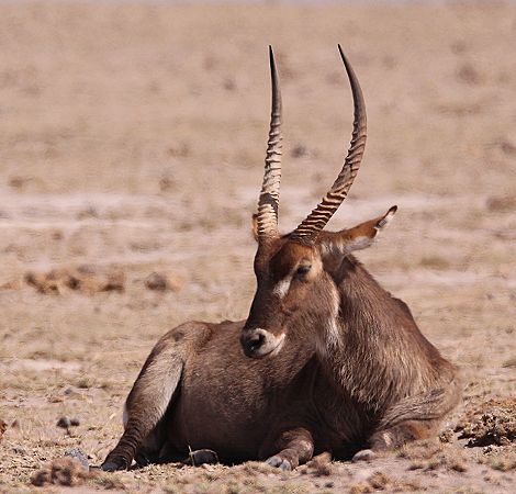 Elypsen Wasserbock im Amboseli Park