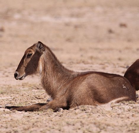 Elypsen Wasserbock im Amboseli Park