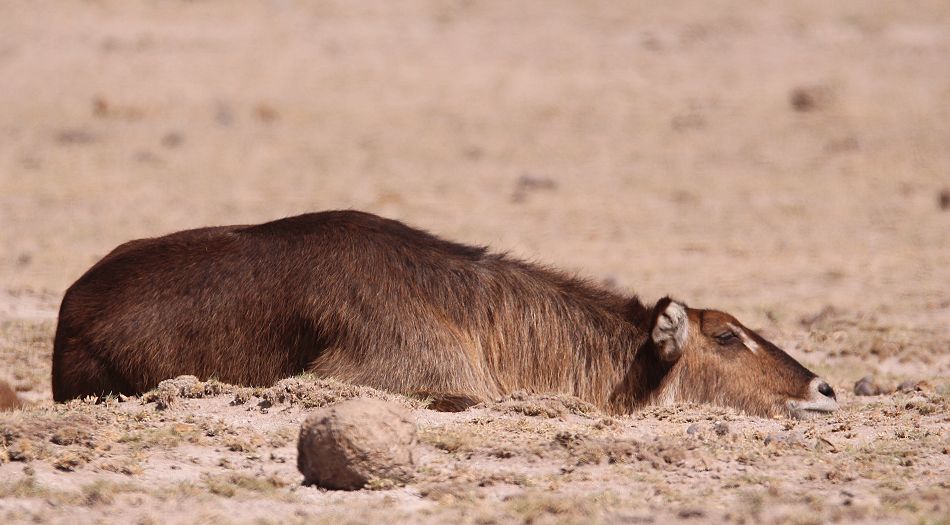 Elypsen Wasserbock im Amboseli Park