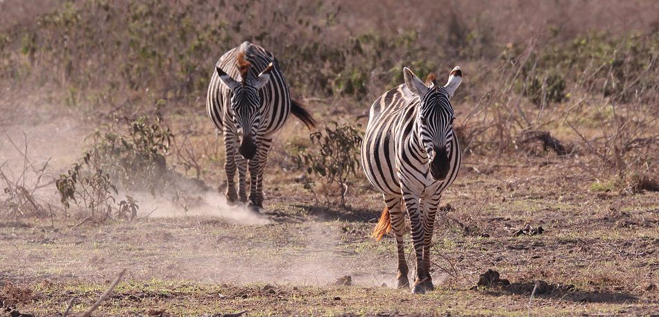 Zebras in der Dürre des Amboseli National Parks