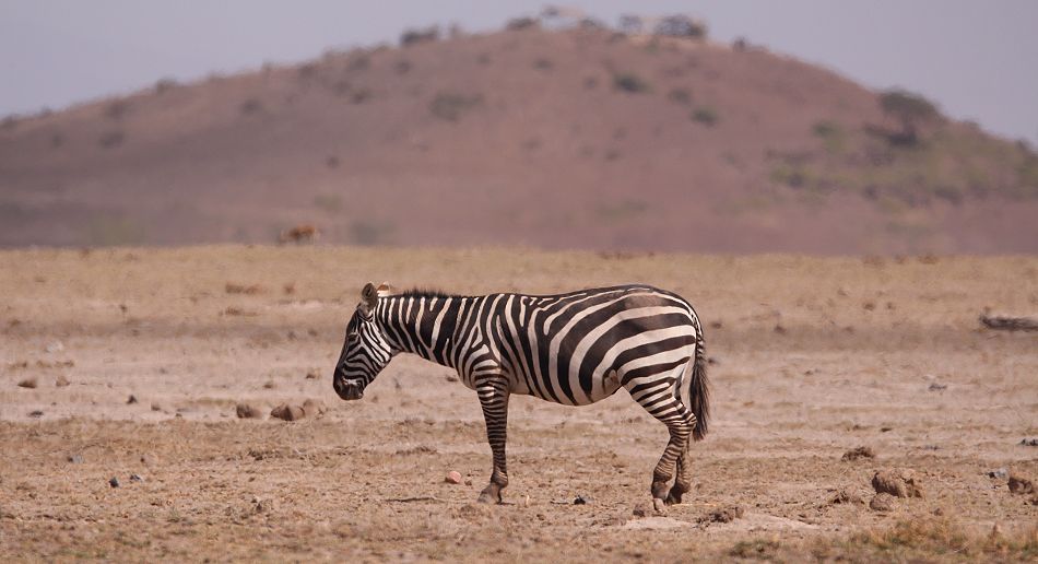 Zebra in der Dürre des Amboseli