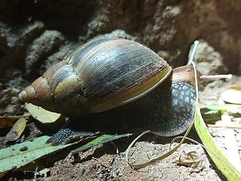 Achatschnecke