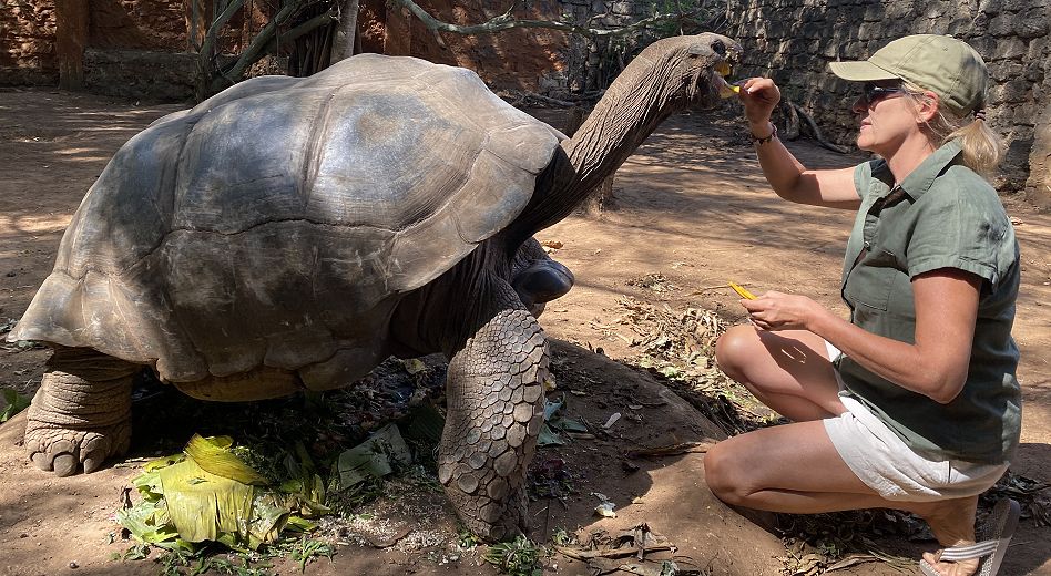 Aldabra Schildkörten im Garten des Boko Boko