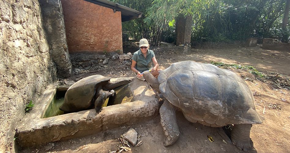 Aldabra Schildkörten im Garten des Boko Boko