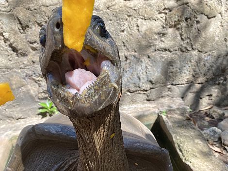 Aldabra Schildkörten im Garten des Boko Boko