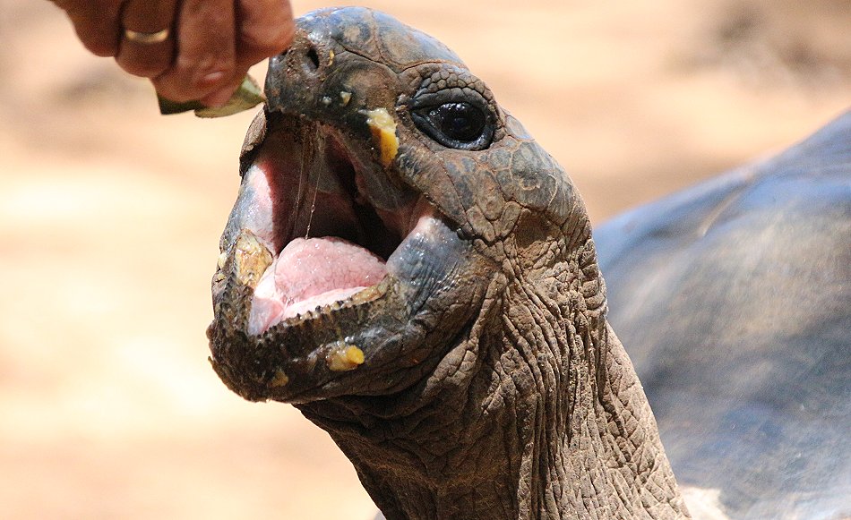 Aldabra Riesenschildkröte im Boko Boko