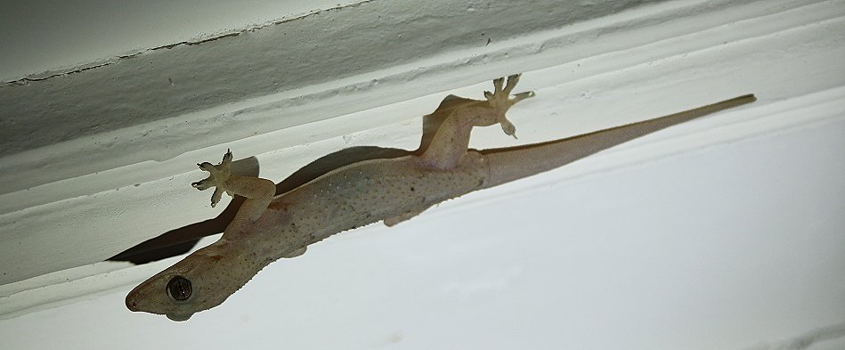 Hausgecko