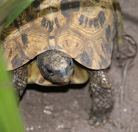 Glattrandgelenkschildkröte