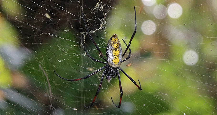 Afrikanische Seidenspinne
