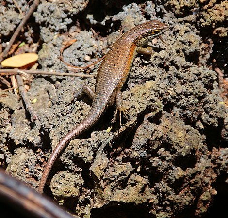 Skink
