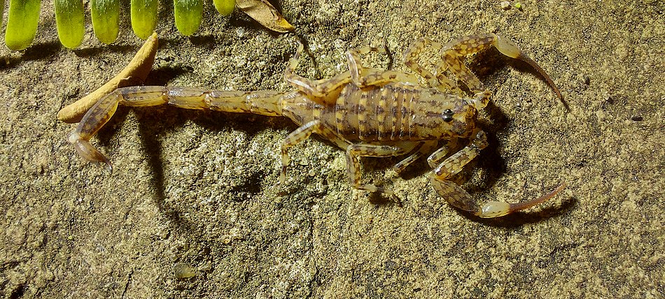 Heller Skorpion