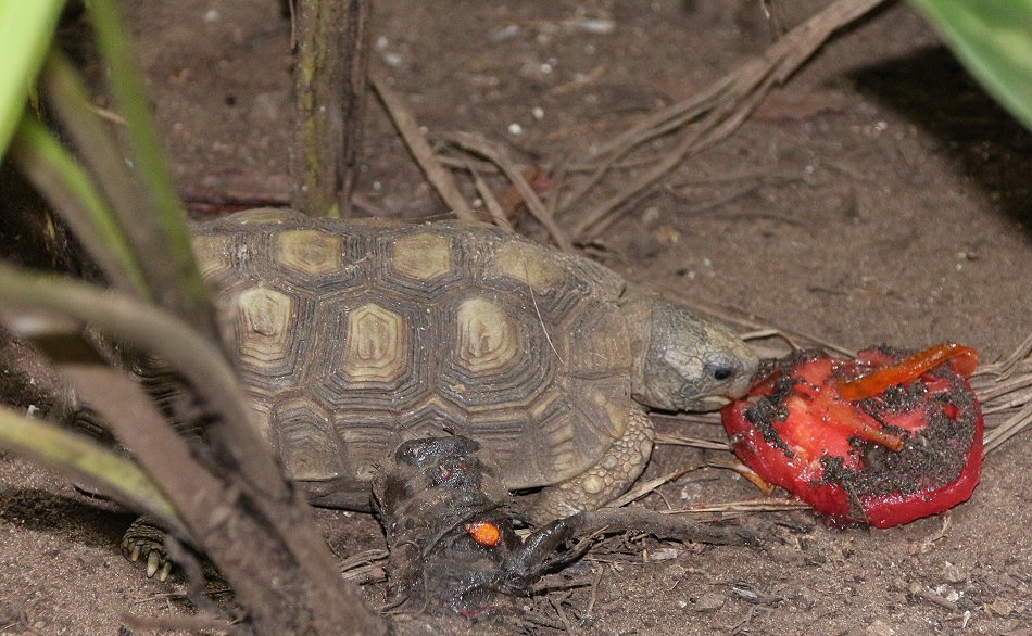 Spekesgelenkschildkröte