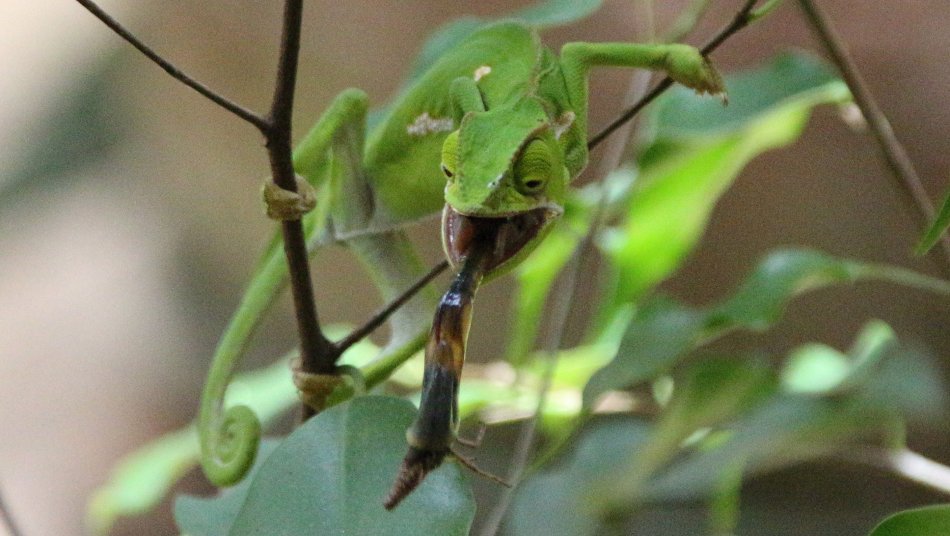 Lappenchamäleon erbeutet Grashüpfer