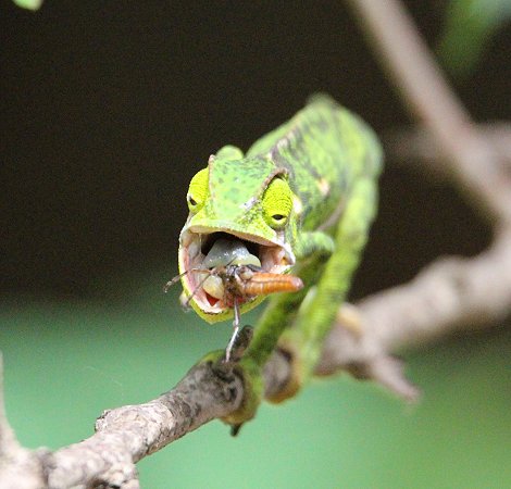 Lappenchamäleon erbeutet Grashüpfer