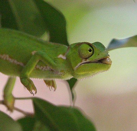 Lappenchamäleon erbeutet Grashüpfer