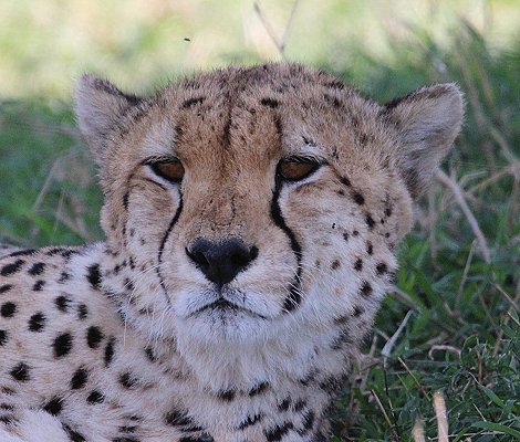 Mbili Bora Geparden Männchen
