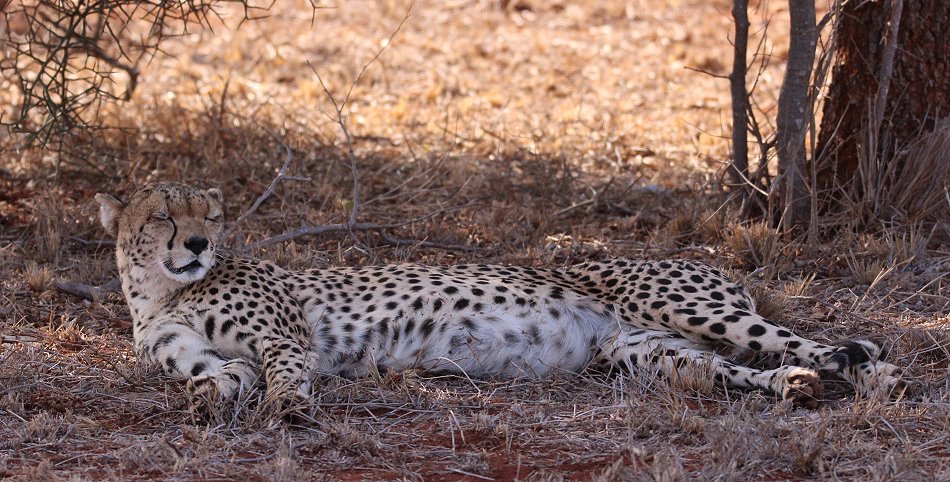 Gepardin im Lumo Conservancy