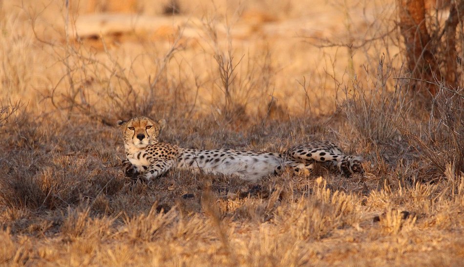 Gepardin im Lumo Conservancy