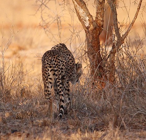 Gepardin im Lumo Conservancy